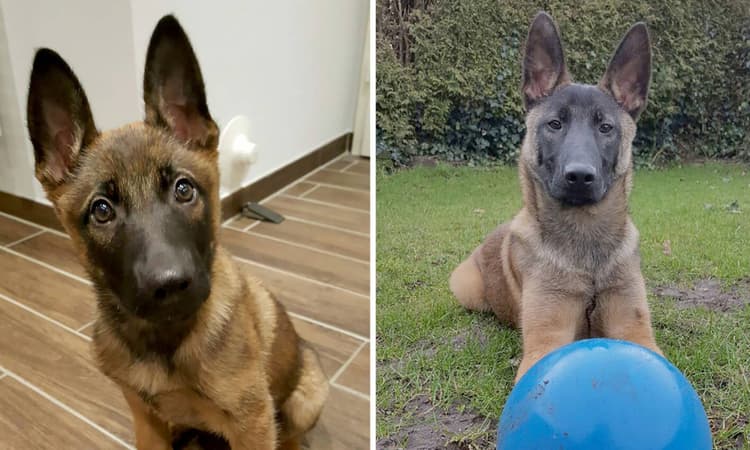 Abandoned Handewitt puppy has a nose for police work