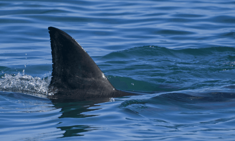 Are there sharks in the German Baltic Sea?