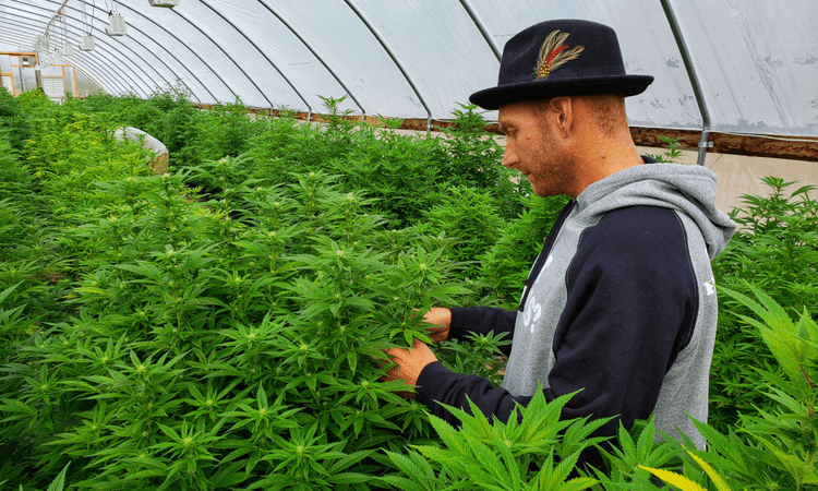 Bavaria vows to control cannabis use after legalisation