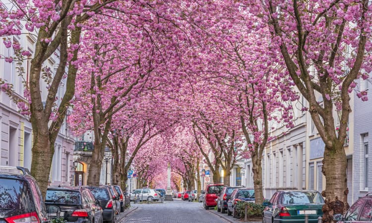 7 best places to see cherry blossom in Germany