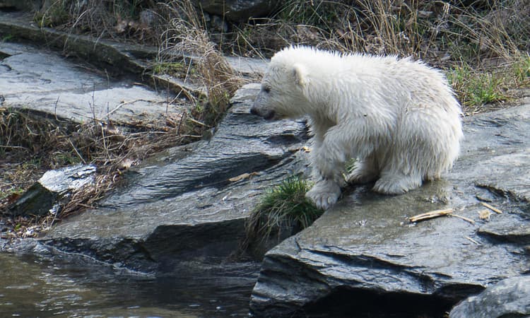 Baby polar bear causes a storm of visitors at Berlin Zoo