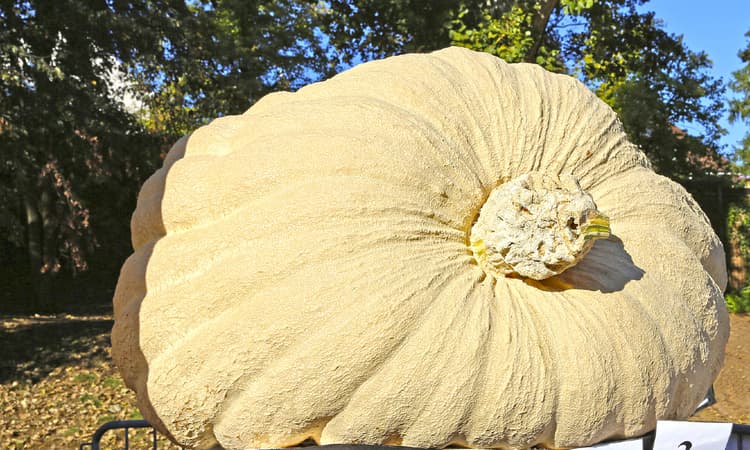 720-kilo giant crowned Germany's heaviest pumpkin of the year