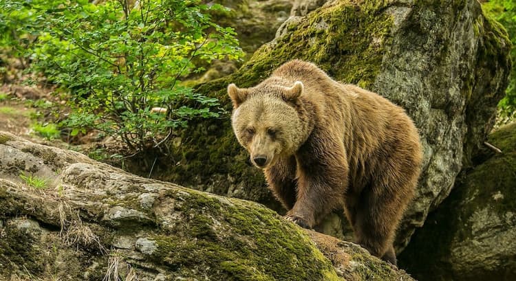 Most Googled: Are there bears in Germany?