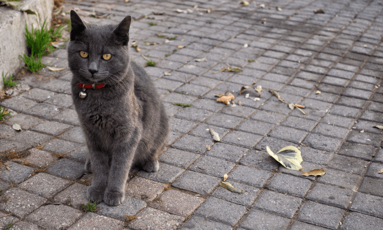 Sale of pedigree cat leads to fight in Hamburg