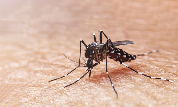 Mosquito season kicks off a few weeks early in Germany