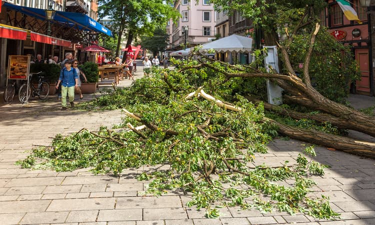 Storm Sabine caused damages of 675 million euros in Germany