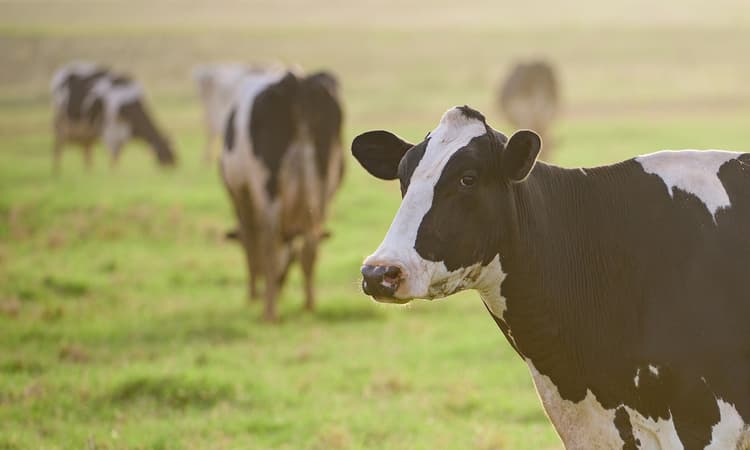 German scientists train cows to use the toilet to help environment