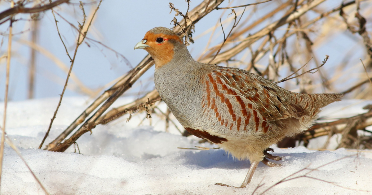Partridge named Germany’s Bird of the Year 2026