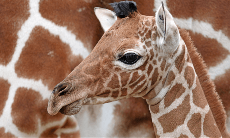 Visitors witness endangered giraffe being born at Berlin zoo