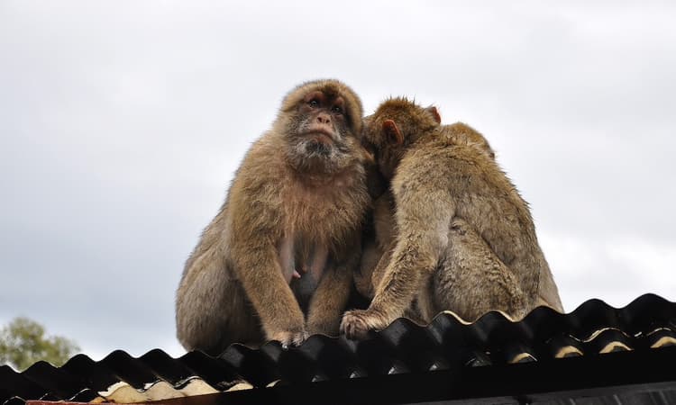 Troop of monkeys stage breakout from German zoo