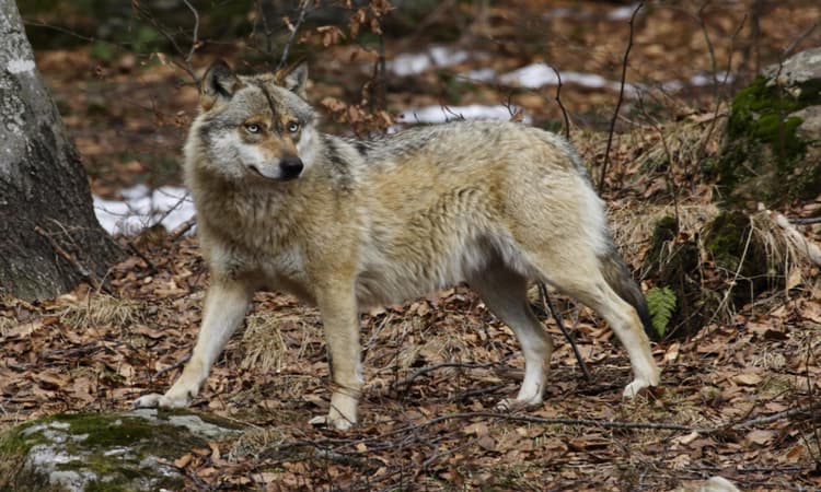German e-bike cyclist escapes pack of wolves using “turbo” bike setting