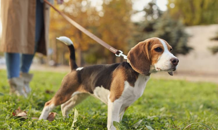 Dog "driving licence" to become mandatory for owners in Baden-Württemberg