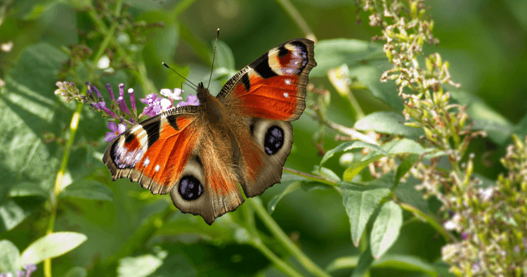 German words expats should know: Schmetterling