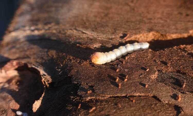 The bark beetles are waking up: New plague expected in Germany