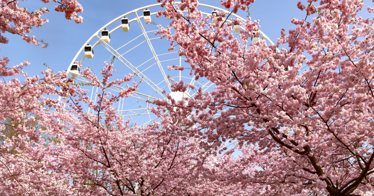 7 European hotspots for cherry blossom this spring