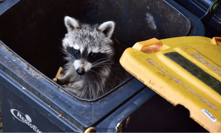 New study maps most common urban animals found in Berlin