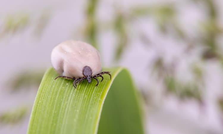 Tick season: Five new German risk areas to be careful around this summer