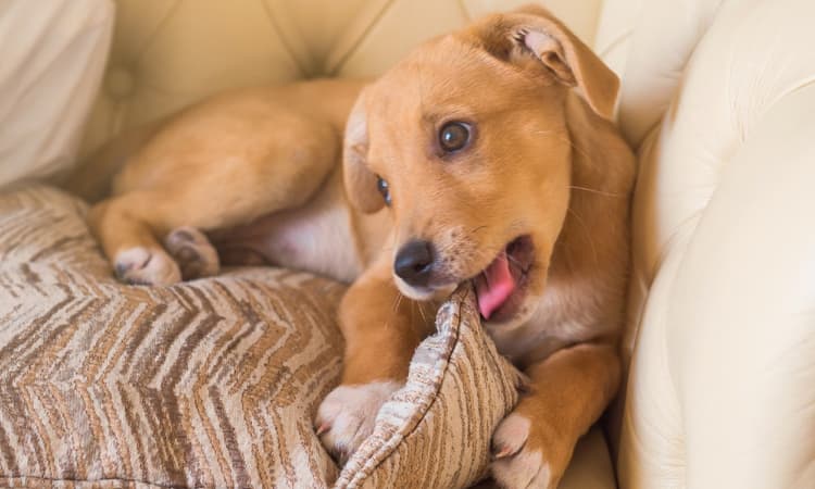 Lockdown dogs: Demand for puppies soars in Germany