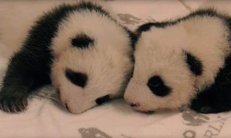 "It's a boy!" Berlin Zoo reveals baby panda twins' names