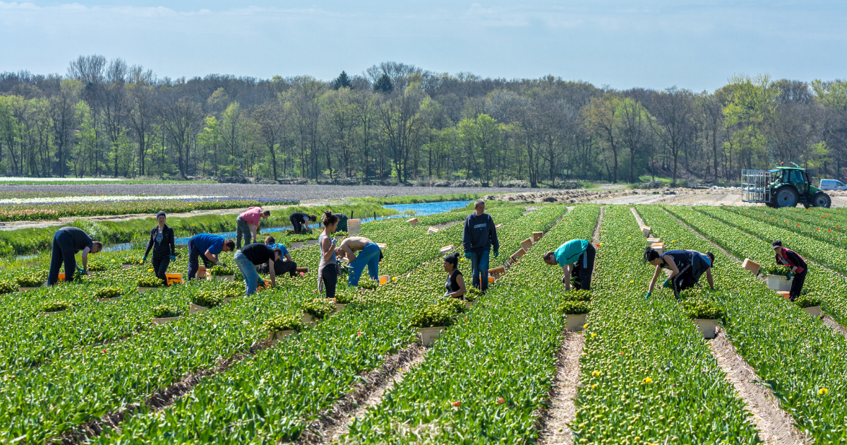 More than 50 percent of temporary workers in the Netherlands are not Dutch