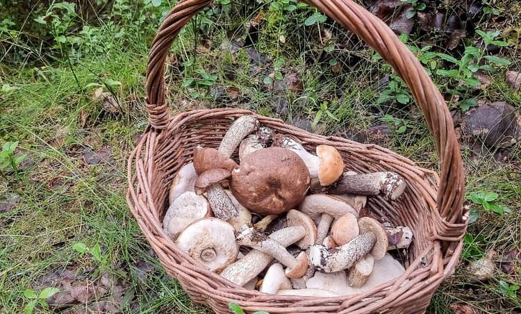 Prime weather conditions to make for bumper mushroom harvest in Germany in 2022