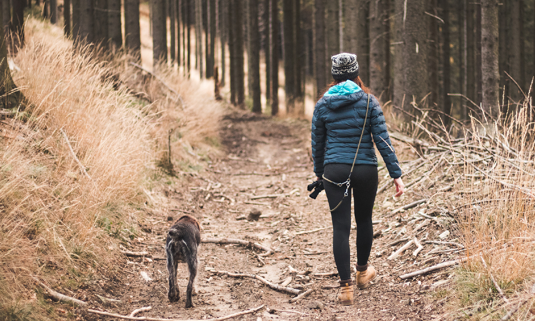 German authorities take in record 331 million euros in dog tax