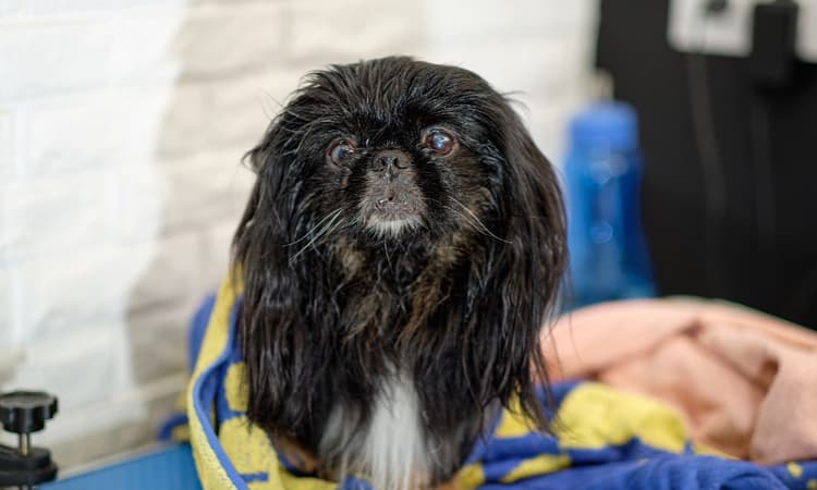 German dog reunited with family after 7 years