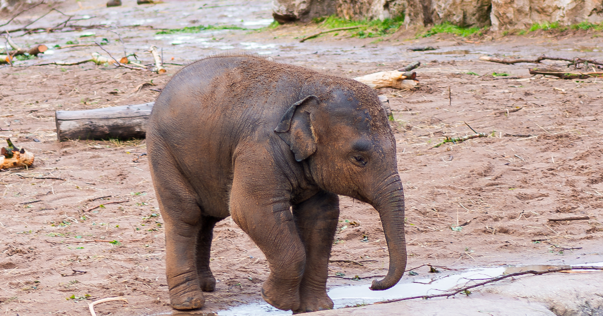 Baby elephant born at Amsterdam zoo during festive season