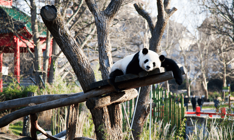 Pandas Pit and Paule on display for one final weekend at Berlin Zoo