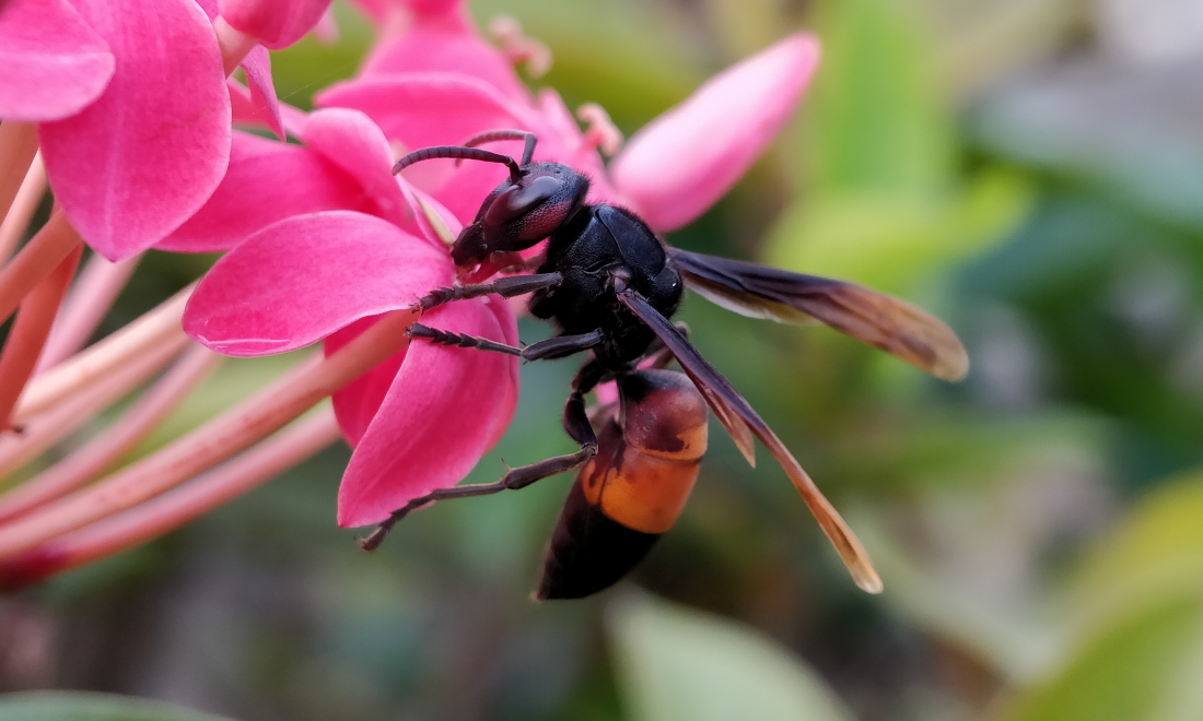 Experts alarmed as record number of Asian hornets found in Switzerland