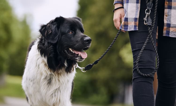 German dog walker sets bad example for pooch and bites woman