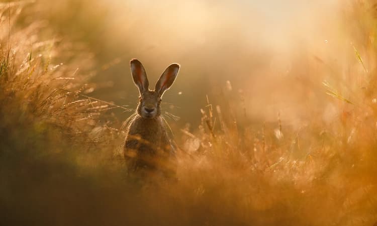 In pictures: The GDT Nature Photographer of the Year 2020