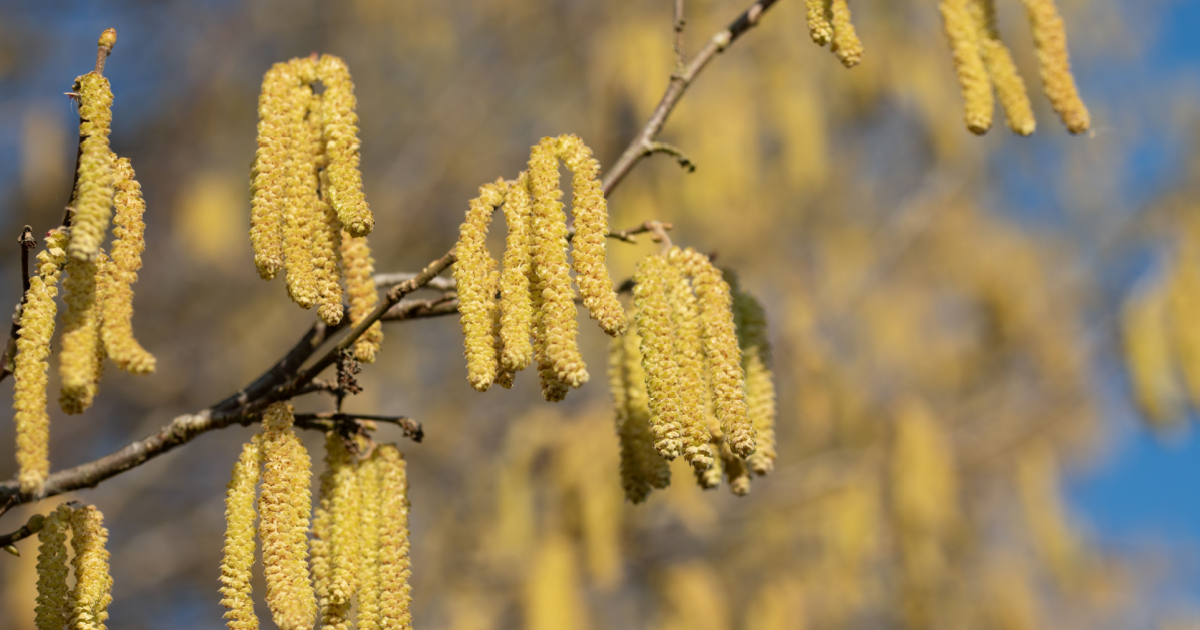 Aaaachoo! Pollen and sunshine arrive in Germany this weekend