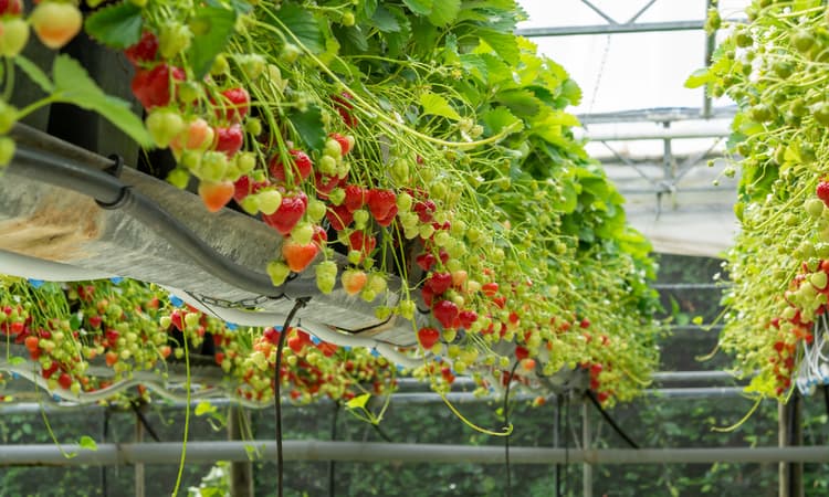 Germany relaxes border closure to let in seasonal harvest workers