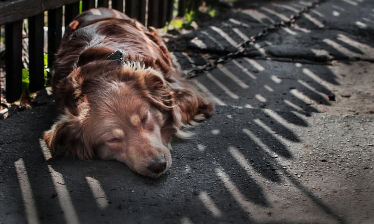 German government plans stricter controls for dog owners and breeders