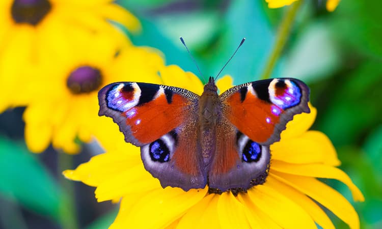 Germany waves through new package of laws to reverse insect decline