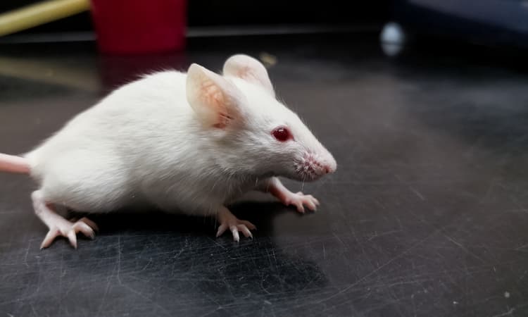 German testing lab accused of animal abuse to close in 2020