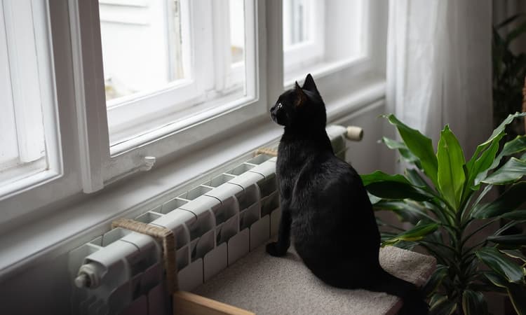 Residents in west German town ordered to keep cats inside to protect birds