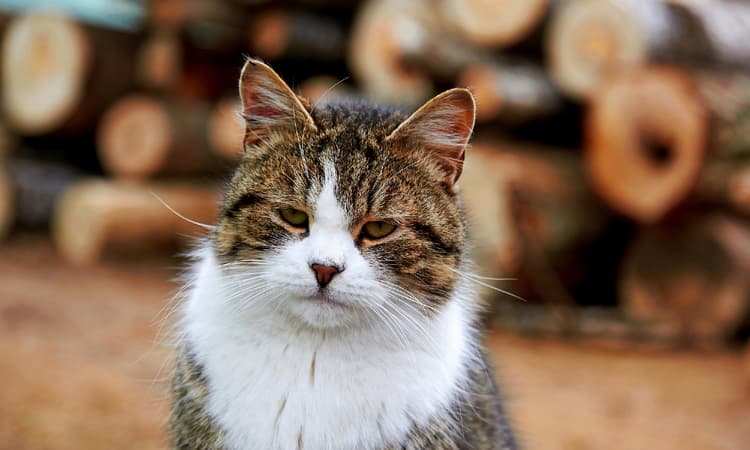 Words expats should know: Stubentiger (it's more than a cat in German)