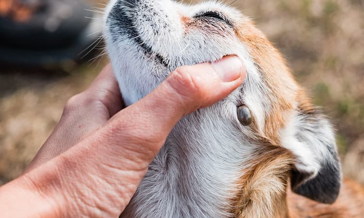 Tick season in Germany: Look out for "flying ticks"