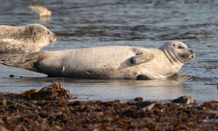 Record number of grey seal pups born on Heligoland