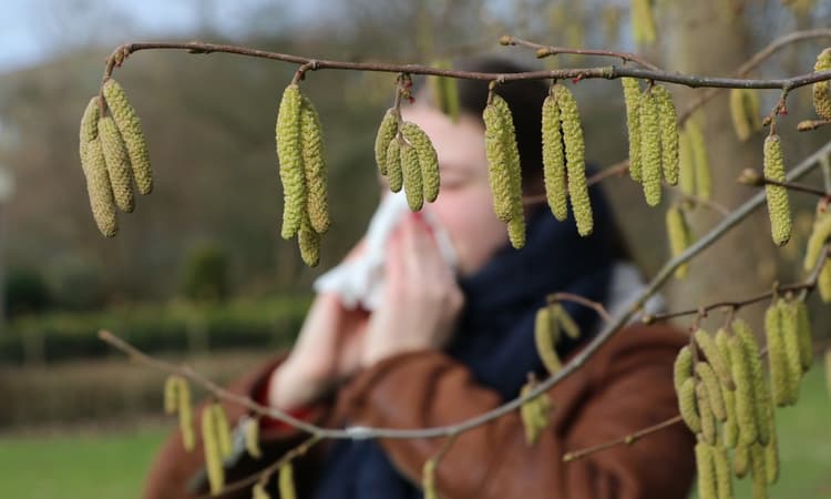Warm weather triggers early pollen wave in Germany