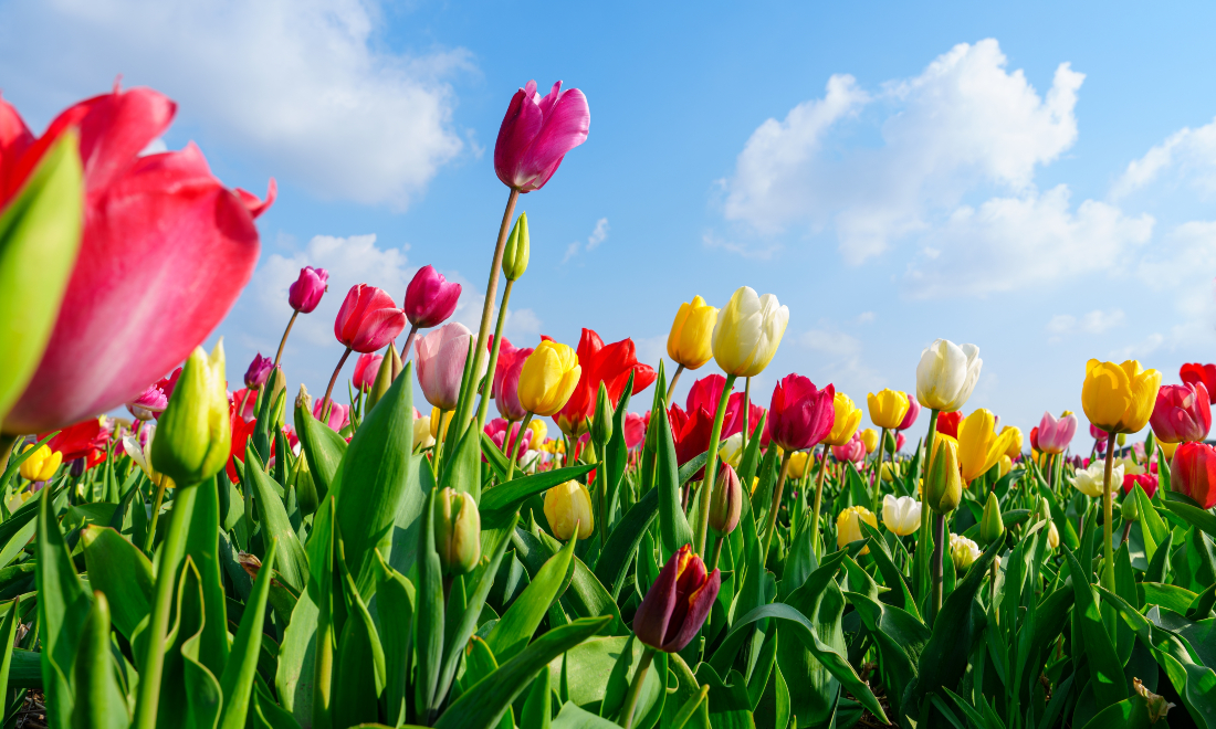 May 2025: 8 things expats in the Netherlands need to know