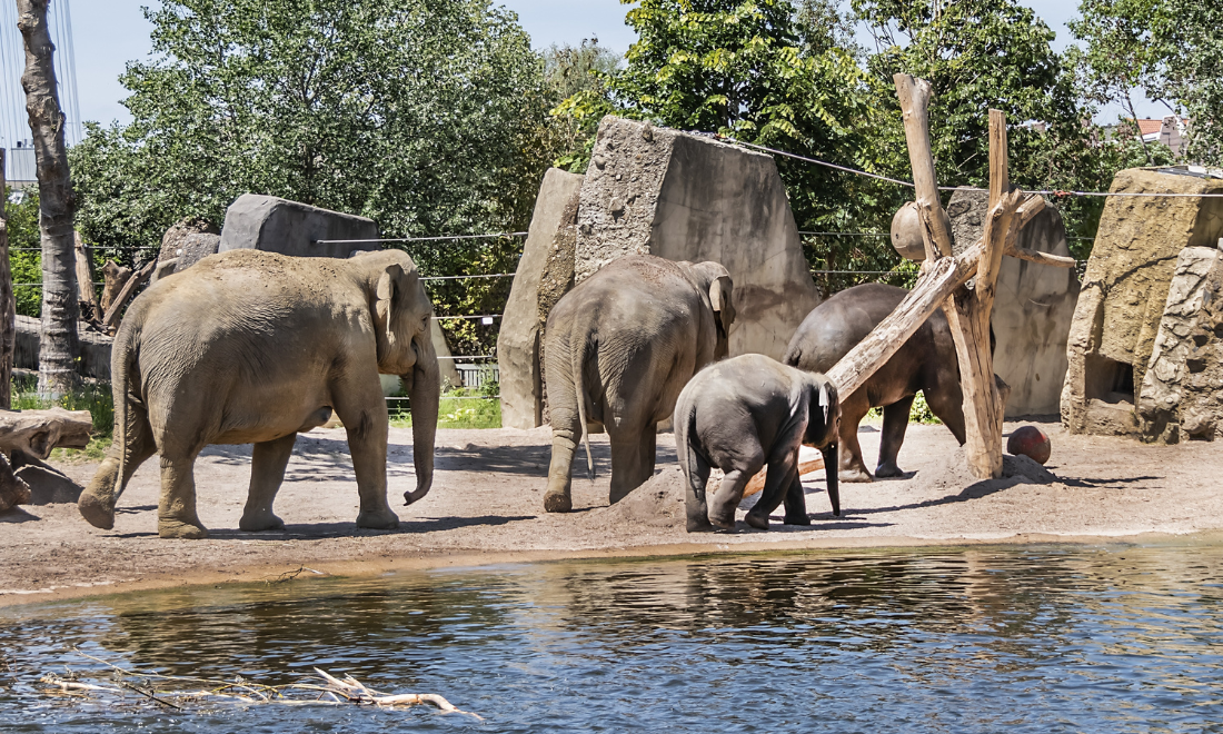 Proposal to turn Artis Zoo into public park to be debated in Amsterdam
