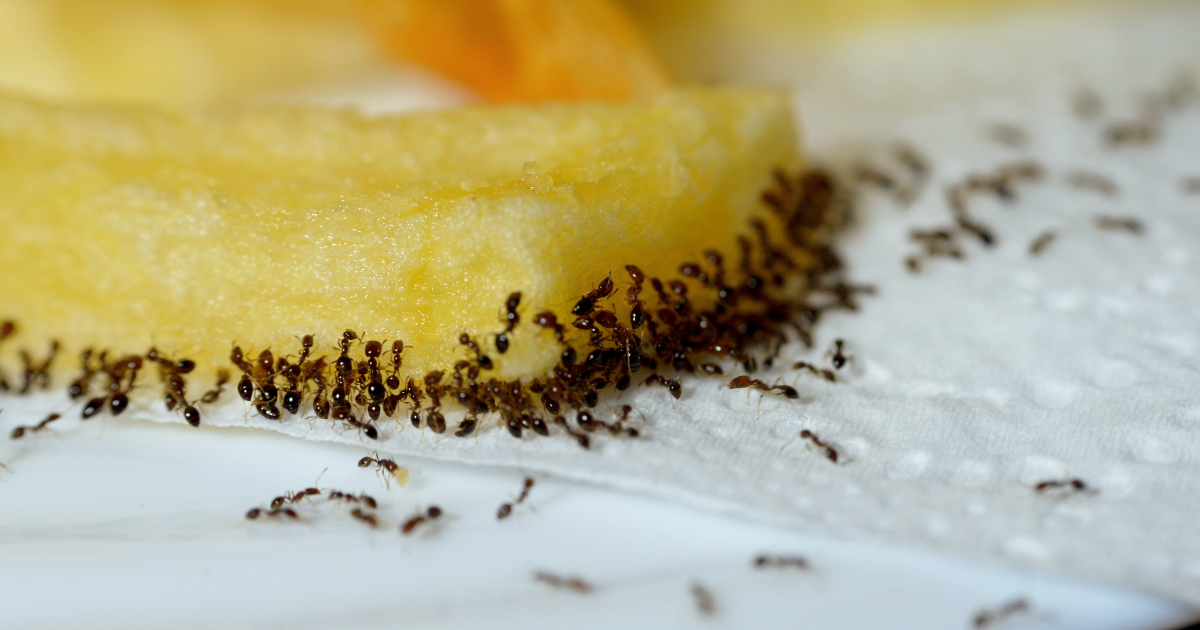 Canton Zurich beset by a plague of invasive ants