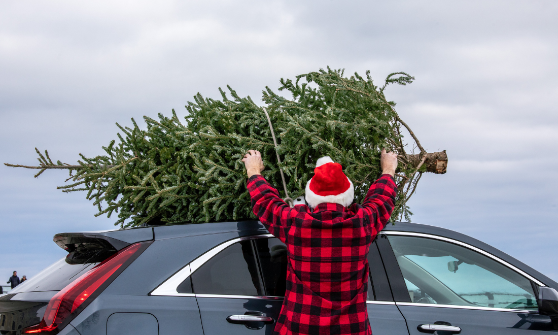 How to bring your Christmas tree home in the Netherlands without getting fined