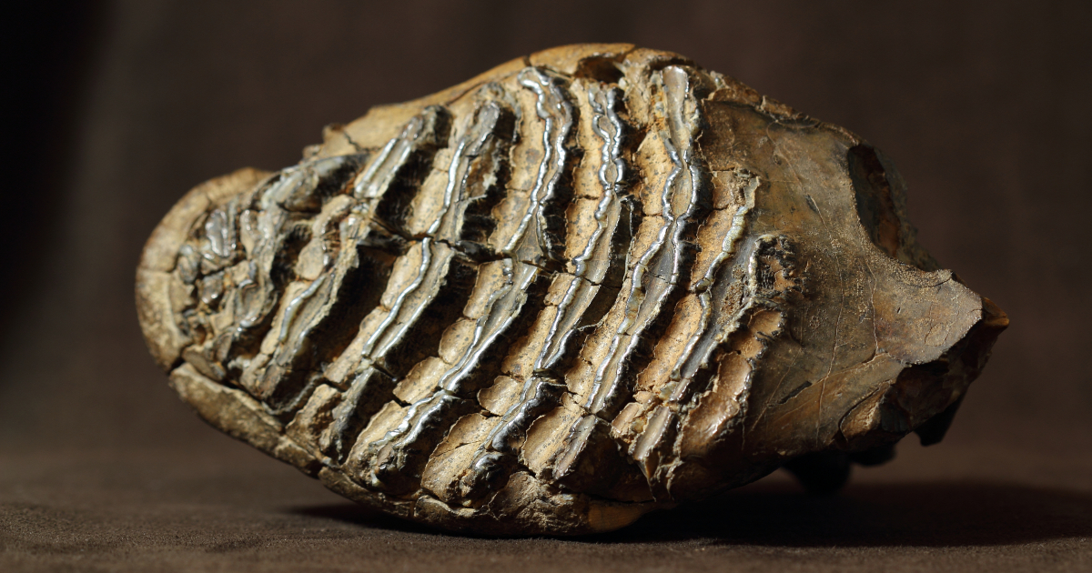Man discovers mammoth tooth while kayaking on Swiss river