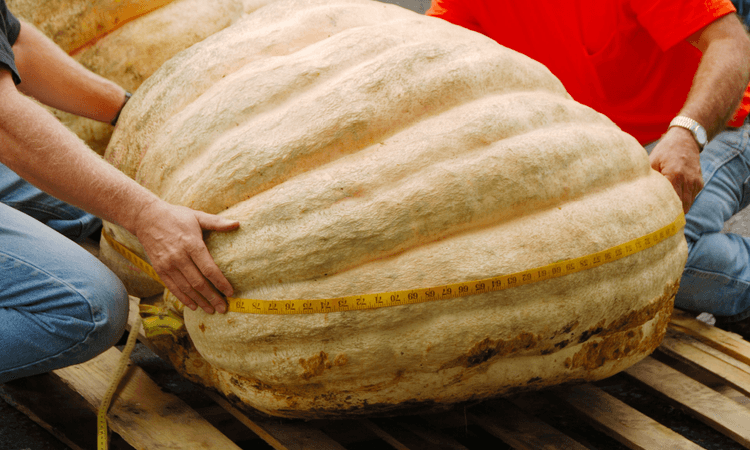 Brandenburg butternut quashes weight world record