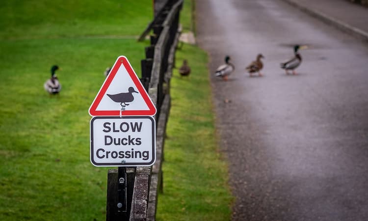 Family of ducks causes three-car pileup on German autobahn