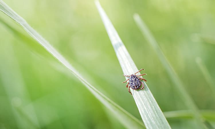 Ticks present in almost all city parks in Germany, risk of diseases